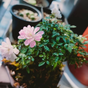 �������]���W���ڼ��p���p����P�ִ�