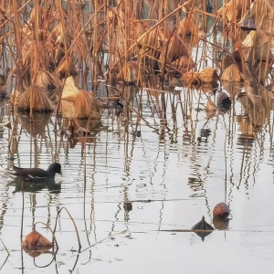 �zӰ��W(w��ng)���S�ģ���ɽ���Ķ���