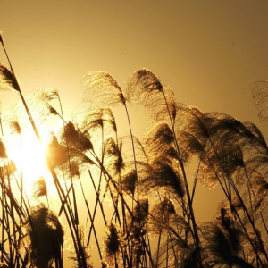 �����Ĕ�ɽ�������~��� �J���uҷ