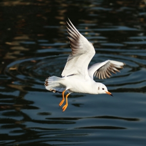 �W(w��ng)���w�B�،��Ĕz �ؽ����^(gu��)���ļt���t