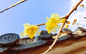 �d��(gu��)���@����D÷��������