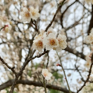 �w���^�������D÷ ���_�M��