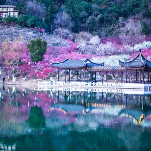 APP�W�ѳ����p÷������ɽ�������r