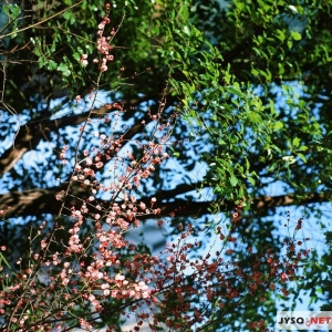 �L���кã�÷��dѩ���ְ� ѩ�sݔ÷һ����