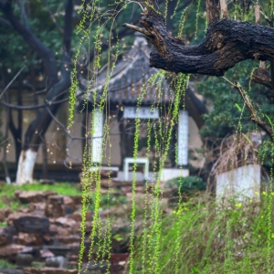 �W�ѷ���Ȧ�S�ģ�����Ĝ����L�M֦�^