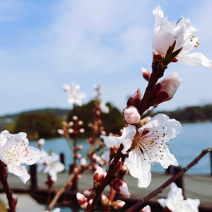 ����Ȧ�S�ģ��|�L�S���w �l��֦�ϻ�