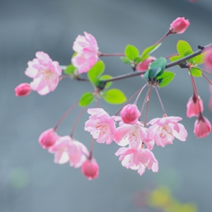 ����Ժ���ɫ �����]�t�MԺ��