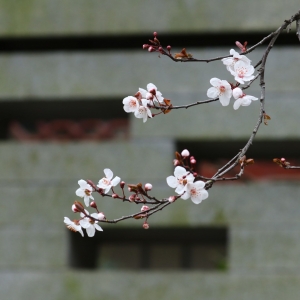 �W���S�ģ��|�L�S���w �l��֦�ϻ�