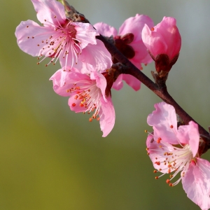 ��ɽ���ϣ������ζ�� ���_����