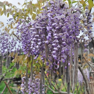 ���^���� ���ٻ���Ȼʢ��