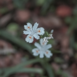 �W�ѷ���Ȧ�S�ģ��������С����