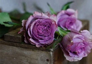 �W���������_�m���� ���Դ�ɽ��ԭʼ��ζ