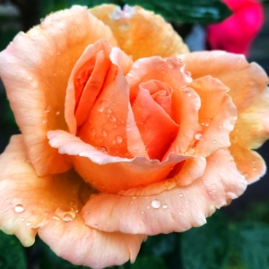 �W���Ĕz����ɽ·ż������¼�