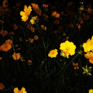 ����̤�ࣺ������ǲ���l�F���õ�����