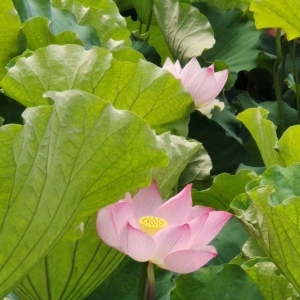 APP�W���S�ģ��������ɻ�ʢ��