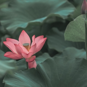 Ψ�оG�ɼt���� �����_��������