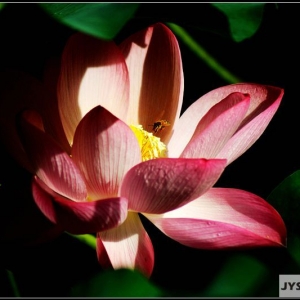 �zӰ����Ʒ�������ĺɞ��� �������w