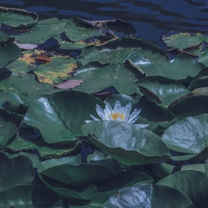 APP�W(w��ng)�ѷ���Ȧ�S�ģ����_(k��i)���� �@ָ���A