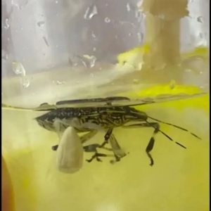 ��ѩ�����١���܇�����׿���ȥ���ȳ���