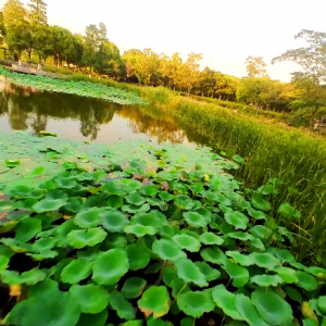 �W(w��ng)�ѷ�����������Ϧ��µ��Sɽ��