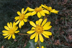 �W�������S�ģ�Ұ���t��