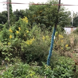 �@����ꎰl�F�����ô�һ֦�S����