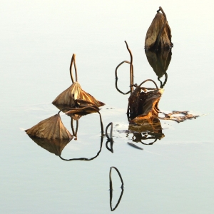 �Sɽ���ɐ��� ��ؿݺ�