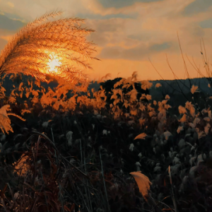 ���R�^ӛ����� �W���ĔzΨ��ҕ�l