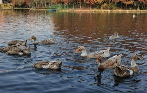 �W���S�ķ�������ˮӯӯ Ⱥ����ˮ