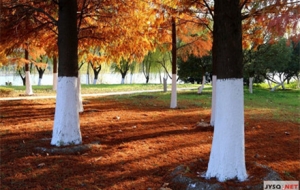 �W(w��ng)�єzӰ���������S�۾G������