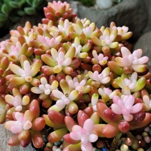 �W(w��ng)���^Ӱ��·�v�̣����x���