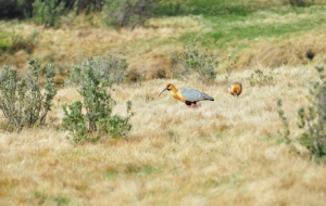 ע�⣡���f�������Ӕy�☌���@�±��P��