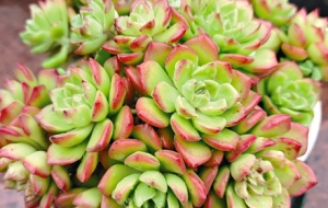 �W�ѷ�������ֲ�� �������`