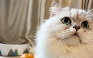 �Ȍ����� �󼪴���