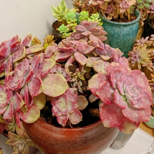 �W(w��ng)�ѕ�D��ꖹ�� ����Ҳ������