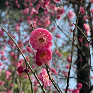 ��ꖾWAPP���x�D��65�����g�o̎���Ǵ�