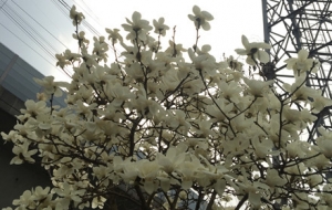 ���H������ֲ�����m ��������