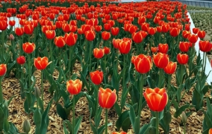 �M���`�������� ������