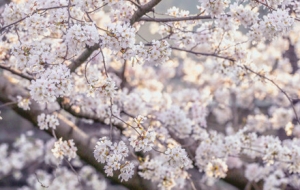 ��ؓ���� ����̼t���M�@