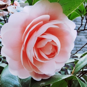 �W(w��ng)�ѷ��������_һ�� �@�G�r��