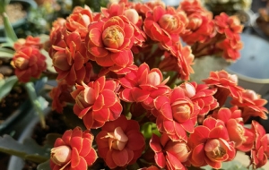 �L(zh��ng)�ۻ��@ˇ����  ��M���C(j��)����