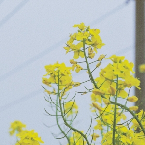 �W�Ѵ򿨣��Ͳ˻��ѽ�ʢ�_