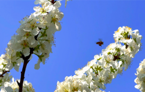 ���ӻ��_ ��������Ƕ���