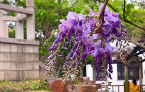 ��ɽ���@�����ٻ��_����˼�o�{