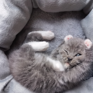 �W�ѕ��Փ؈���ж�ɐ�