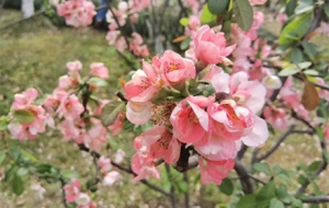 �S���Ĵ� ��ɫ�M�@�P(gu��n)��ס