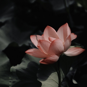 APP���x�D��������ů �����_