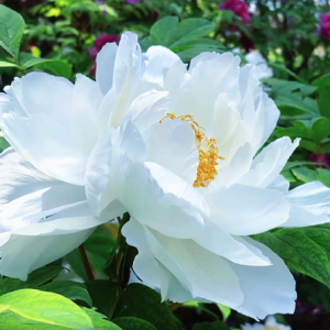 �B�Qĵ����������ѩ �ɚ��h�h