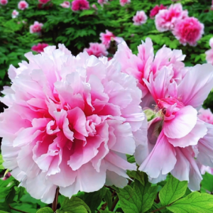 ���ĵ���@��Ψ��ĵ�����ɫ