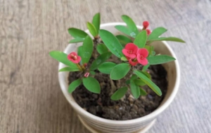 �@ˇ��������÷ �ɫ�r�G�S��